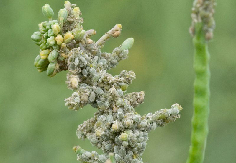 Cabbage Aphids
